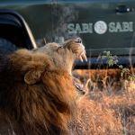 Sabi Sabi Earth Lodge2