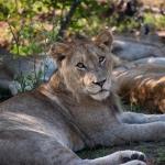 Inyati Private Game Reserve2