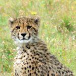 Woodbury Tented Camp2