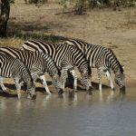 Shindzela Tented Safari Camp2