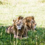 Singita Sabora Tented Camp2