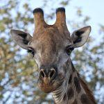Umlani Bushcamp2