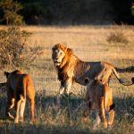 Mjejane River Lodge2