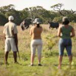 Phinda Mountain Lodge