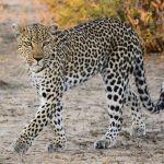 Gomo Gomo Game Lodge2