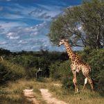 Lion Sands River Lodge2