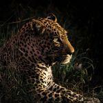 Djuma Bush Lodge Picture 5