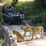 Lion Sands Ivory Lodge Picture 5
