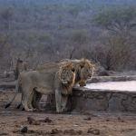 Jaci's Safari Lodge Picture 5