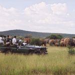Makanyane Safari Lodge Picture 5