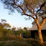Honeyguide Khoka Moya Picture 5