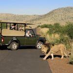 Tshukudu Bush Lodge Picture 5