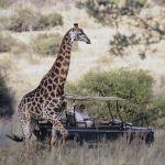 Makweti Safari Lodge Picture 5