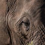 Nungubane Private Game Lodge Picture 5