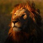 Royal Malewane Safari Lodge Picture 5