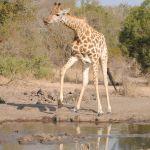 Chapungu Luxury Tented Camp Picture 5