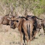 n'Kaya Game Lodge Picture 5