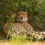 Kwafubesi Tented Safari Camp Picture 5