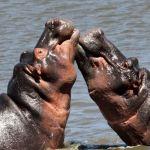 Ulusaba Rock Lodge Picture 5