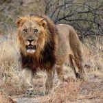 Little Madikwe Picture 5