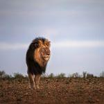 Kapama River Lodge Picture 5