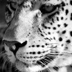 Pumba Msenge Lodge Picture 5