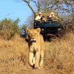 MalaMala Sable Camp Picture 5