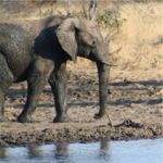 Royal Legend Safari Lodge & Spa Picture 5