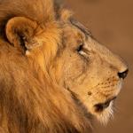 Rhulani Safari Lodge Picture 5