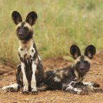 Tuningi Safari Lodge Picture 5