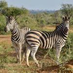 Motswiri Private Safari Lodge Picture 5