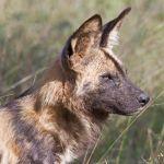Buffalo Ridge Safari Lodge Picture 5
