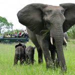 Sabi Sabi Earth Lodge Picture 5