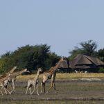Chobe Savanna Picture 5