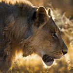Ekuthuleni Lodge Picture 5