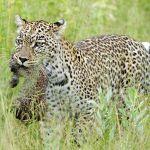 Vumbura Plains Picture 5