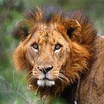 Flamingo Hill Tented Camp - 4