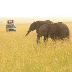 Sarova Mara Game Camp Picture 5