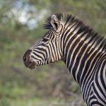 Umlani Bushcamp Picture 5