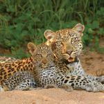 Waterbuck Private Camp Picture 5