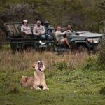 Phinda Mountain Lodge Picture 5