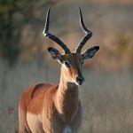 Phinda Rock Lodge Picture 5