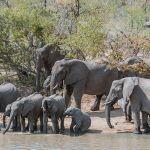 Gomo Gomo Game Lodge Picture 5