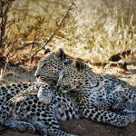 Okonjima Luxury Bush Camp Picture 5
