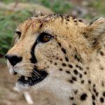 Amani Lodge Picture 5