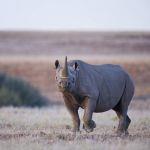 Desert Rhino Camp Picture 5