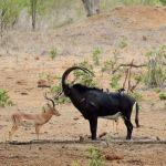 Imbali Safari Lodge Picture 5