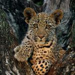 Londolozi Pioneer Camp Picture 5