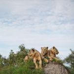 Singita Lebombo Picture 5