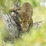 Singita Boulders Lodge Picture 5